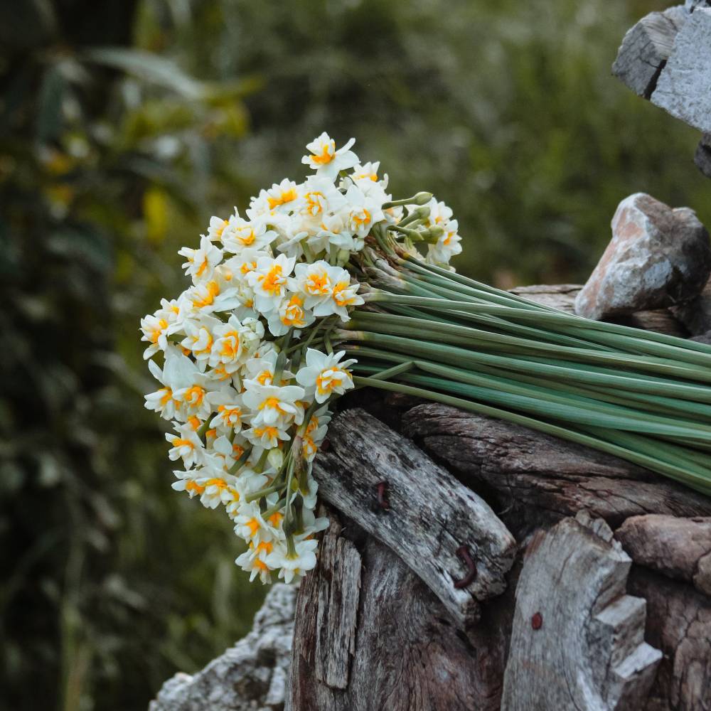 A bouquet of dandelion flowers.